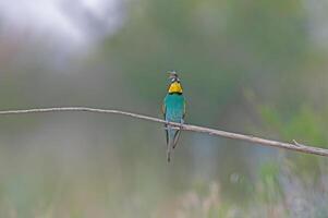 europäisch Bienenesser merops Apiaster Stehen auf ein Ast mit ein Insekt im es ist Mund. foto