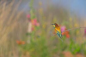 europäisch Bienenesser merops Apiaster Stehen auf ein Ast. verschwommen farbig Blumen im das Hintergrund. foto