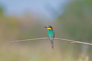 europäisch Bienenesser merops Apiaster Stehen auf ein Ast mit ein Insekt im es ist Mund. foto