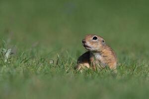 ein Eichhörnchen im das Grün Gras. anatolisch Ziesel, Boden Eichhörnchen, Spermaphilus xanthoprymnus foto