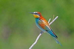 europäisch Bienenfresser, merops Apiaster auf das Ast. Grün Hintergrund. bunt Vögel. foto