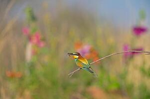 europäisch Bienenesser merops Apiaster Stehen auf ein Ast mit ein Insekt im es ist Mund. verschwommen farbig Blumen im das Hintergrund. foto