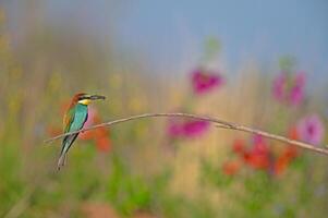 europäisch Bienenesser merops Apiaster Stehen auf ein Ast mit ein Insekt im es ist Mund. verschwommen farbig Blumen im das Hintergrund. foto