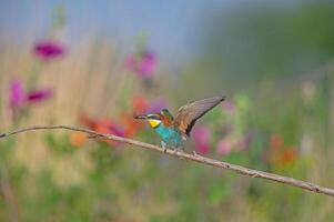 europäisch Bienenesser merops Apiaster Stehen auf ein Ast mit ein Insekt im es ist Mund. foto