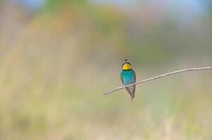 europäisch Bienenesser merops Apiaster Stehen auf ein Ast mit ein Insekt im es ist Mund. foto