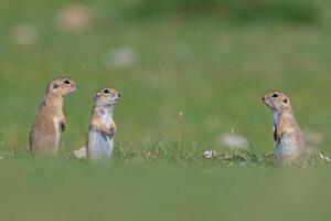 Eichhörnchen suchen beim jeder andere im das Grün Gras. anatolisch Souslik-Boden Eichhörnchen, Spermophilus xanthoprymnus foto