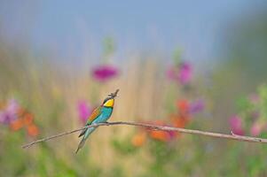 europäisch Bienenesser merops Apiaster Stehen auf ein Ast mit ein Insekt im es ist Mund. foto