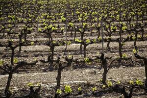 Wein Reben im ein Weinberg foto