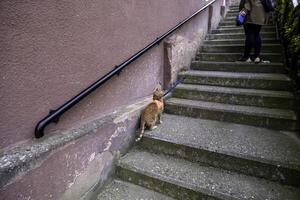 Katze mit Geschirr foto