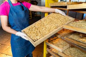 Pasta Fabrik. Produktion von Pasta. Kraftvoll Makkaroni. Arbeiter mit hölzern Box mit Pasta. foto