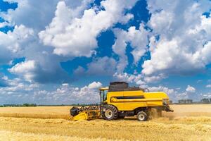 Korn Ernte kombinieren im ein sonnig Tag. Gelb Feld mit Getreide. landwirtschaftlich Technik funktioniert im Feld. foto