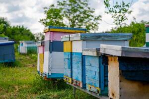 fliegend Bienen in der Nähe von das Bienenstock. hölzern Bienenstock und Bienen. viel von Bienen beim das Eingang von Bienenstock im Bienenhaus. Arbeiten Bienen auf Planke. Frames von ein Bienenstock. sonnig Tag ist perfekt Zeit zum Sammeln Honig foto