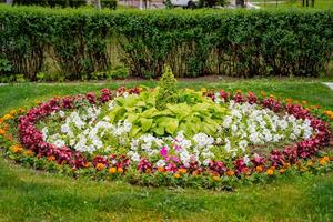 niedrigwüchsig krautig Pflanzen mit schön zart Rosa Blumen. Landschaft Design. foto