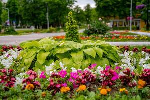 dekorativ Blumen im ein gepflegt Garten. bunt Blumenbeet. Landschaft Design. foto