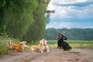 vier Hunde spielen draußen mit Dron. glücklich Hunde auf Natur Hintergrund. klein Rassen. foto