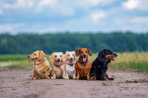 inländisch Tiere. fünf Hunde sind Sitzung im Linie auf Boden. anders Rassen Gehen außen. foto