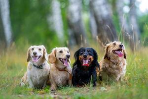 vier süß klein Hunde sind posieren auf Natur Hintergrund. verschwommen Hintergrund. Haustiere und Tiere. foto