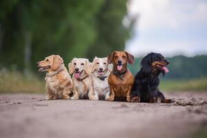 jung Hunde sind posieren. süß Hündchen oder Haustiere sind suchen glücklich auf Natur Hintergrund. foto