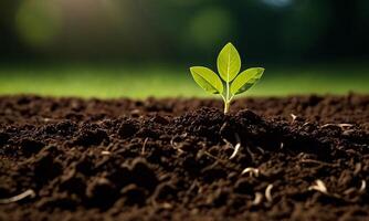 ai generiert Pflanzen wachsend von Boden, Pflanze Fortschritt, wachsend Anlage, wachsen oben von Boden foto