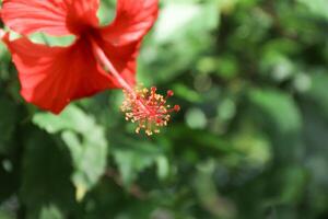 Hibiskus rosa-sinensis. diese ist ein tropisch immergrün Pflanze mit Rosa Blumen und Grün Blätter während das sonnig Tag. foto