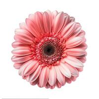 ai generiert frisch Gerbera Blume isoliert auf Weiß Hintergrund. Nahansicht Schuss foto