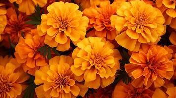 ai generiert Ringelblume Blumen- Hintergrund foto