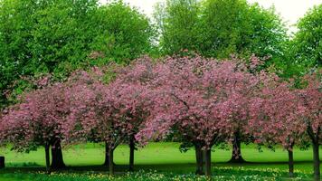 ein Reihe von Bäume mit Rosa Blumen im das Gras foto