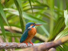 ein Vogel Sitzung auf ein Ast im das Wald foto