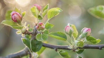 ai generiert Apfel Baum Ast mit jung Knospen foto