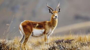 ai generiert im das Wildnis, das majestätisch tibetanisch Antilope, Pantholops hodgsonii, wandernd frei im es ist natürlich Lebensraum foto