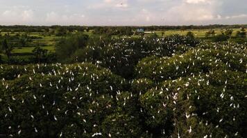 Antenne Sicht, Herde von Reiher. ein Gruppe von großartig Weiß Reiher beim das oben von ein Mangrove Baum in der Nähe von das Strand. Familie von großartig Weiß Vögel. Tiere und Tierwelt. Vogel Sitzung auf ein Ast im das Regenwald foto