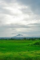 schön Landschaft Aussicht von Grün Paddy Reis Feld mit ein Berg im das Hintergrund. seulawah Berg Aussicht im aceh besar, Indonesien. foto