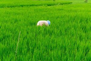 Landwirtschaft Arbeiter Arbeit im Reis Feld. ein Moslem Frau Pflanzen Reis im das Bauernhof. üppig Grün Reis Paddy Feld im ländlich Indonesien foto