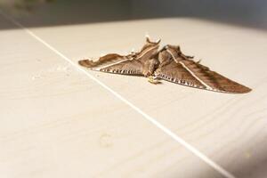 tot braun Schmetterling auf das Boden. Umwelt Probleme Konzept, das Sterben von Natur. foto