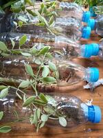Gartenarbeit durch mit Plastik Flaschen wie ein Pflanzen Mittel foto
