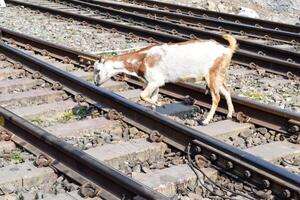 Aussicht von Zug Eisenbahn Spuren von das Mitte während tagsüber beim kathgodam Eisenbahn Bahnhof im Indien, Zug Eisenbahn Spur Sicht, indisch Eisenbahn Kreuzung, schwer Industrie foto