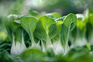 ai generiert bok Choy Gemüse Bauernhof mit Grün Blätter reflektieren frisch organisch produzieren und Landwirtschaft foto