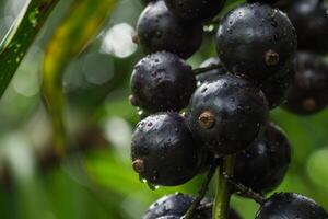 ai generiert acai Beeren mit Antioxidans Eigenschaften und Superfood Qualitäten angezeigt auf ein Ast mit Wasser Tröpfchen foto