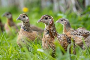 ai generiert Wachtel Vögel im ein grasig Wiese zeigen aus ihr gesprenkelt Gefieder und neugierig Natur foto