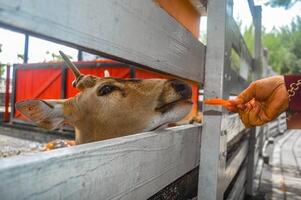 ein Achse Hirsch beim das Zoo Sein gefüttert durch Besucher foto