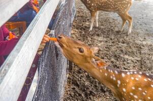 ein Achse Hirsch beim das Zoo Sein gefüttert durch Besucher foto