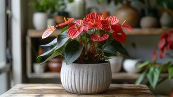 ai generiert rot Anthurium Pflanze im ein Weiß Topf foto