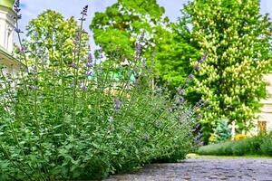 lila Wanderer niedrig Garten Blumen, alt Kopfsteinpflaster Weg, Frühling Kloster Hof foto