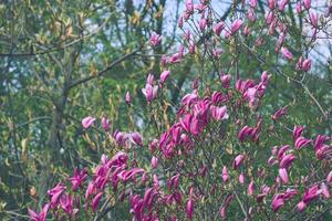 zart süß Magnolie Geäst, hell Rosa Blumen im Garten foto