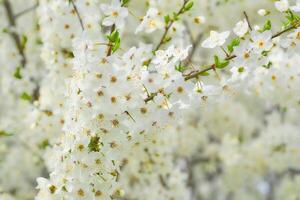 schön Rosa zart Frühling Blumen. Zärtlichkeit, Weichheit foto