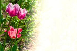 hell Rosa nett zärtlich Tulpen, Hinweis Schreiben, Platz zum Text foto