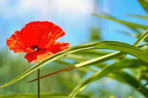 sonnig warm Sommer- Wiese mit rot scharlachrot zärtlich medizinisch Mohn foto