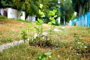 jung schießt von ein Pappel Baum in der Nähe von ein Gehen Pfad foto