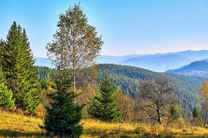 Herbst warm Anmut im ein laubabwerfend Nadelbaum Wald auf ein sonnig Tag foto