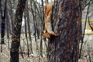 süß komisch Eichhörnchen auf ein Kiefer Baum im ein Wald Park foto